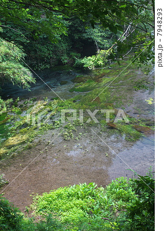 柿田川湧水公園 7948293