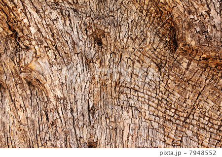 Bark of olive 7948552