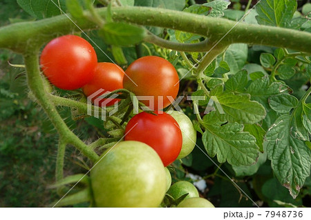 ミニトマト 7948736