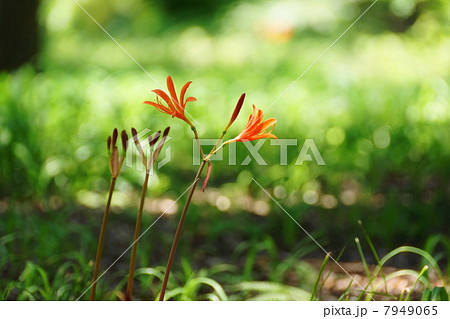 8月花　キツネノカミソリ・ヒガンバナ科62 7949065