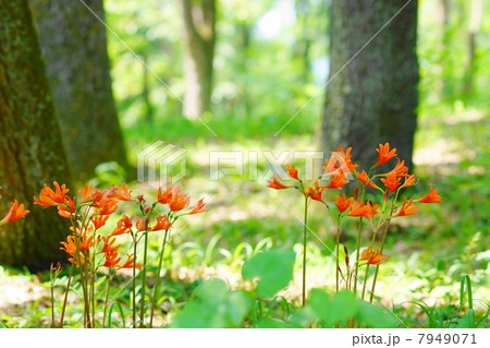 8月花　キツネノカミソリ・ヒガンバナ科56 7949071