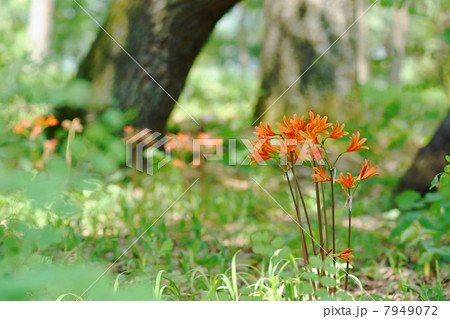 8月花　キツネノカミソリ・ヒガンバナ科55 7949072