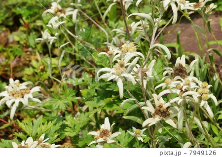 高山の花 高貴な白と呼ばれるアルプスの花エーデルワイス 横位置の写真素材