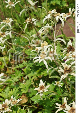 高山の花 高貴な白と呼ばれるアルプスの花エーデルワイス 縦位置の写真素材