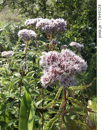 朝露に光るヨツバヒヨドリ 7949128