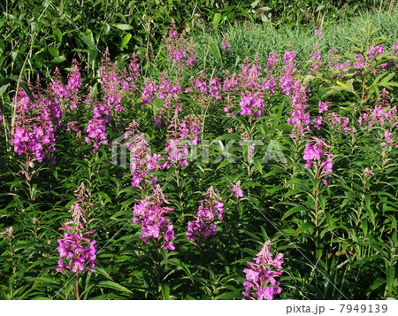 夏のゲレンデを彩るヤナギラン 7949139