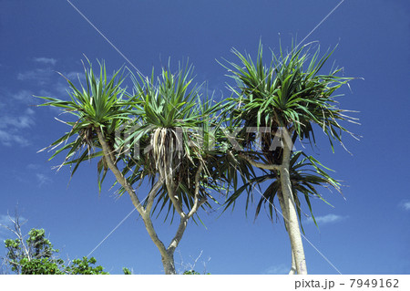 アダンと青空 アダンと青空 7949162