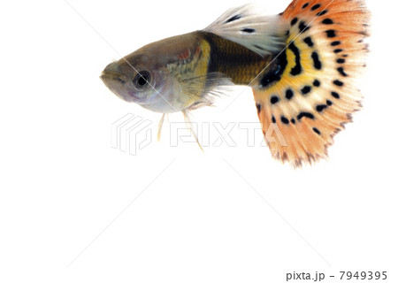 グッピー 7949395