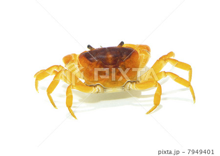 サワガニ 7949401