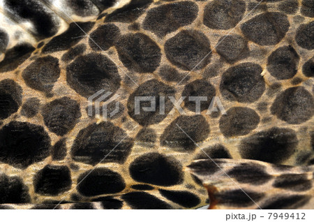 プレコの模様 プレコの模様 7949412