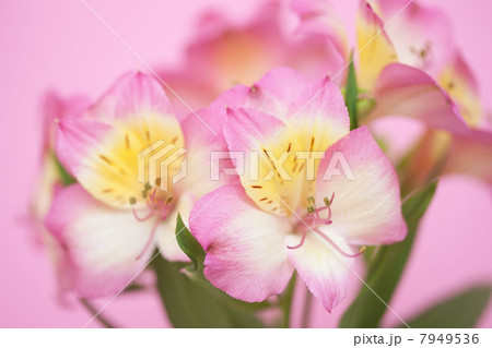 アリストロメリアの花 7949536
