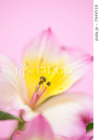 アリストロメリアの花 7949539