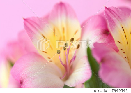 アリストロメリアの花 7949542