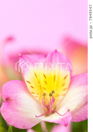 アリストロメリアの花 7949547