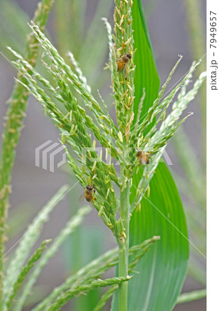 ミツバチ ミツバチ 7949657