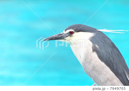 ゴイサギ 7949705