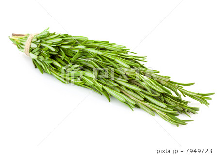 Bunch of fresh Rosemary / isolated on white Bunch of fresh Rosemary / isolated on white 7949723