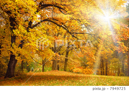 Gold Autumn with sunlight / Beautiful Trees in the forest Gold Autumn with sunlight / Beautiful Trees in the forest 7949725