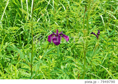 湿原の花・ハナショウブの原種であるノハナショウブの濃紫色の花・草叢にて横位置 湿原の花・ハナショウブの原種であるノハナショウブの濃紫色の花・草叢にて横位置 7949790