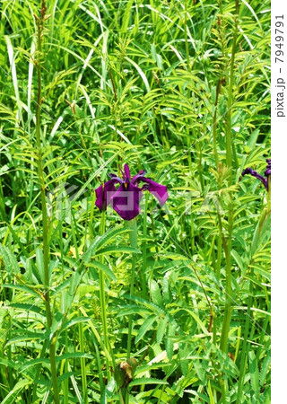 湿原の花・ハナショウブの原種であるノハナショウブの濃紫色の花・草叢にて縦位置 7949791