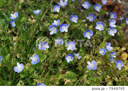 コバルトブルーの小さな花 コバルトブルーの小さな花 7949795