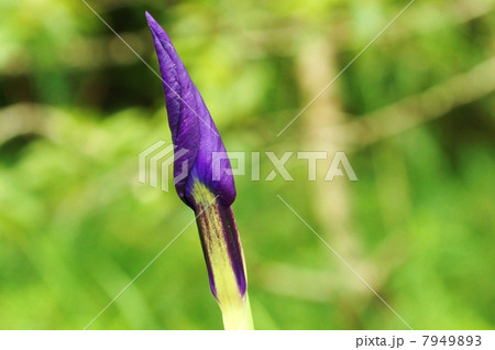 湿原の花・ハナショウブの原種であるノハナショウブの蕾・横位置 7949893
