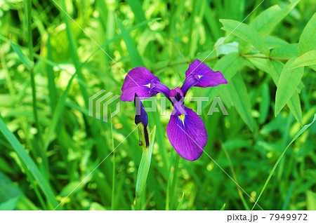 湿原の花・ハナショウブの原種であるノハナショウブの花と蕾・横位置 7949972