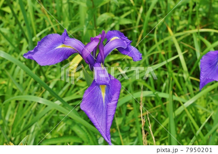 湿原の花・ハナショウブの原種であるノハナショウブの内花被片に昆虫・草叢にて斜俯瞰横位置アップ 湿原の花・ハナショウブの原種であるノハナショウブの内花被片に昆虫・草叢にて斜俯瞰横位置アップ 7950201