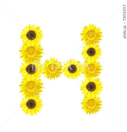 Sunflower alphabet 7950357
