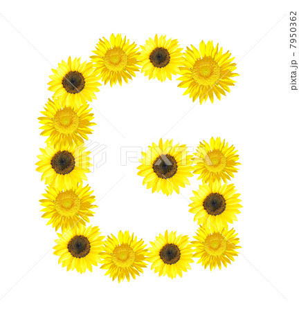 Sunflower alphabet Sunflower alphabet 7950362
