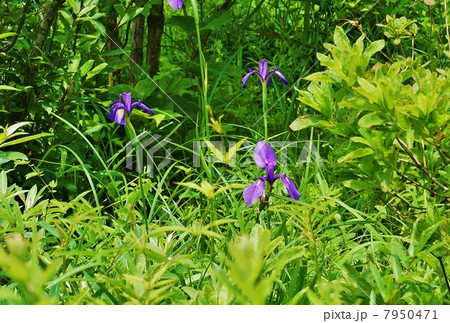 湿原の花・林の中に咲くノハナショウブの花複数・斜俯瞰横位置 湿原の花・林の中に咲くノハナショウブの花複数・斜俯瞰横位置 7950471
