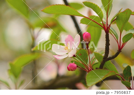 世界で唯一えびの高原にだけ咲く花「ノカイドウ」 7950837