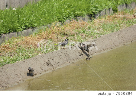 グラサン 7950894