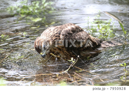 オオタカの幼鳥 オオタカの幼鳥 7950928