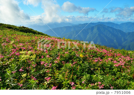 お花畑と山並 お花畑と山並 7951006