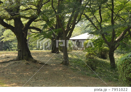 都立桜ヶ丘公園　８月 7951022