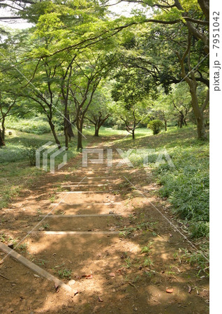 桜ヶ丘公園　夏 7951042