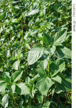 夏のモロヘイヤ 7951071