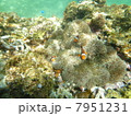 カクレクマノミ発見！ 7951231