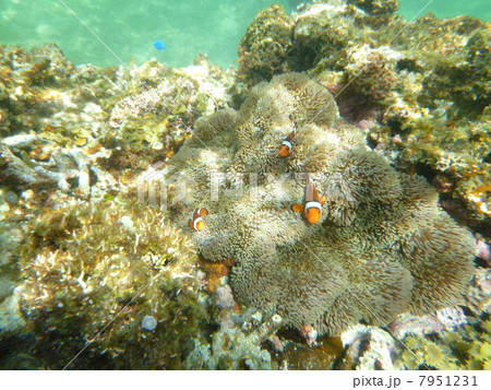 カクレクマノミ発見！ 7951231