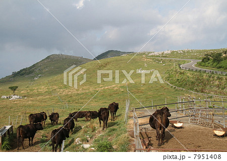 黒毛和牛 7951408