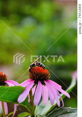 ハラナガツチバチの仲間とエキナセアの花 ハラナガツチバチの仲間とエキナセアの花 7951669