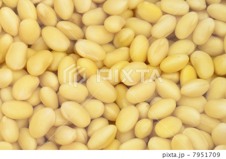大豆 7951709
