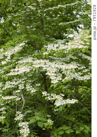 ヤブデマリ 7951928