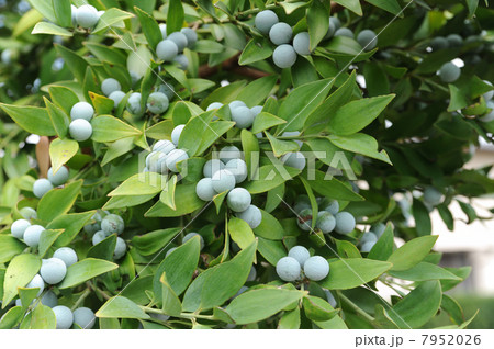 梛の実と葉 梛の実と葉 7952026