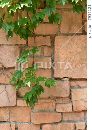煉瓦の壁とツタ 7952121