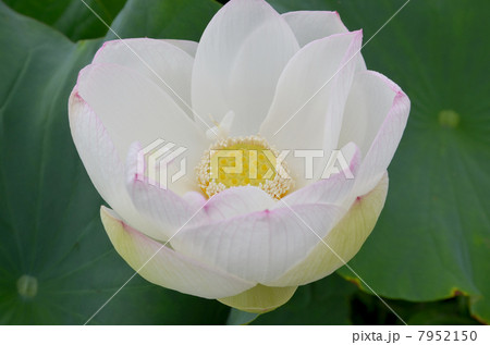 ハスの花 ハスの花 7952150