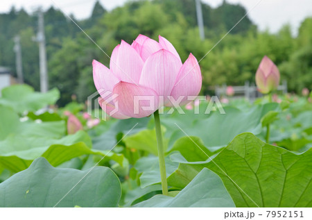 ピンクの蓮の花 ピンクの蓮の花 7952151