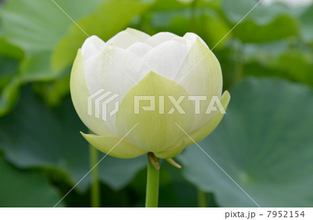 白い蓮の花 白い蓮の花 7952154