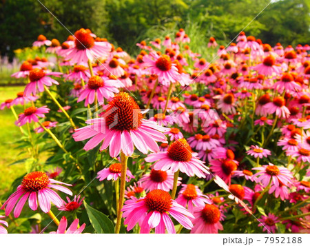 可愛いエキナセアの花たち 7952188